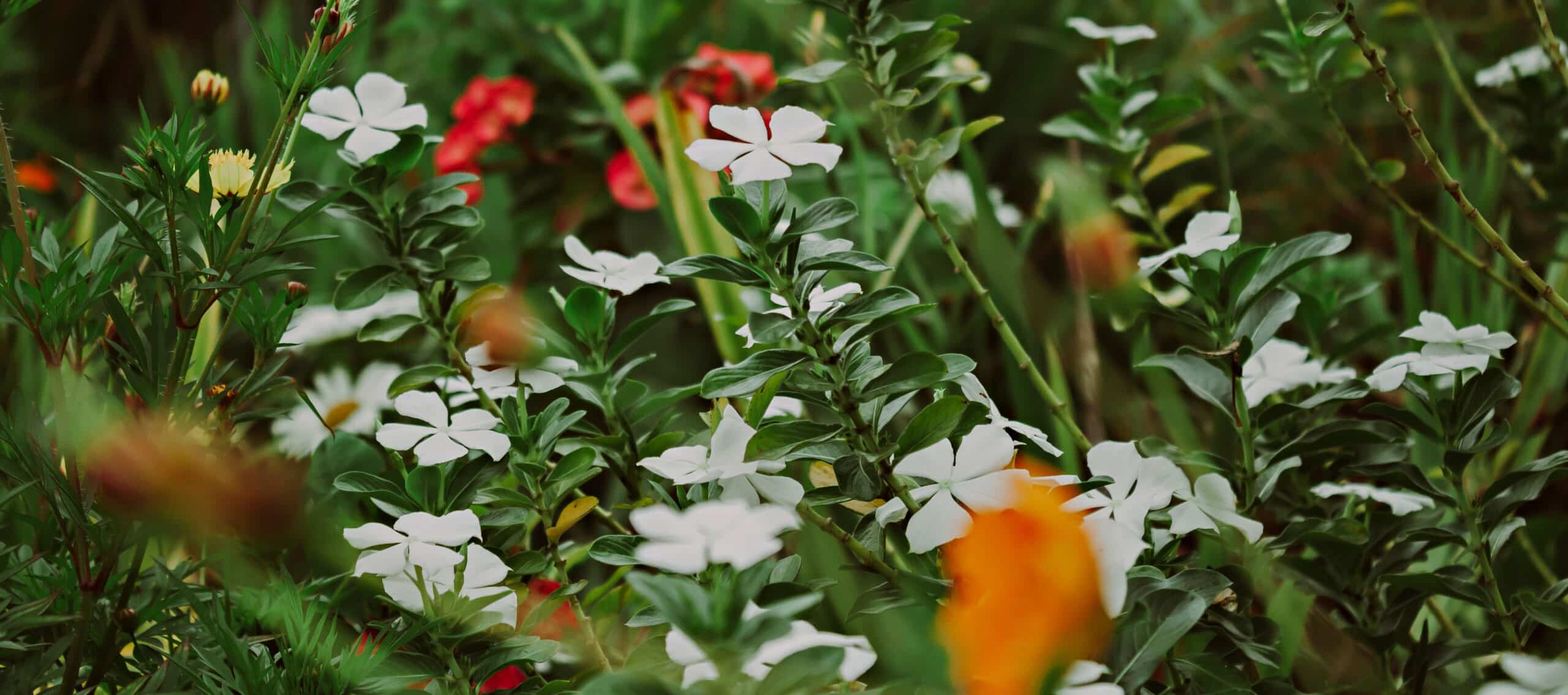banner-02-1